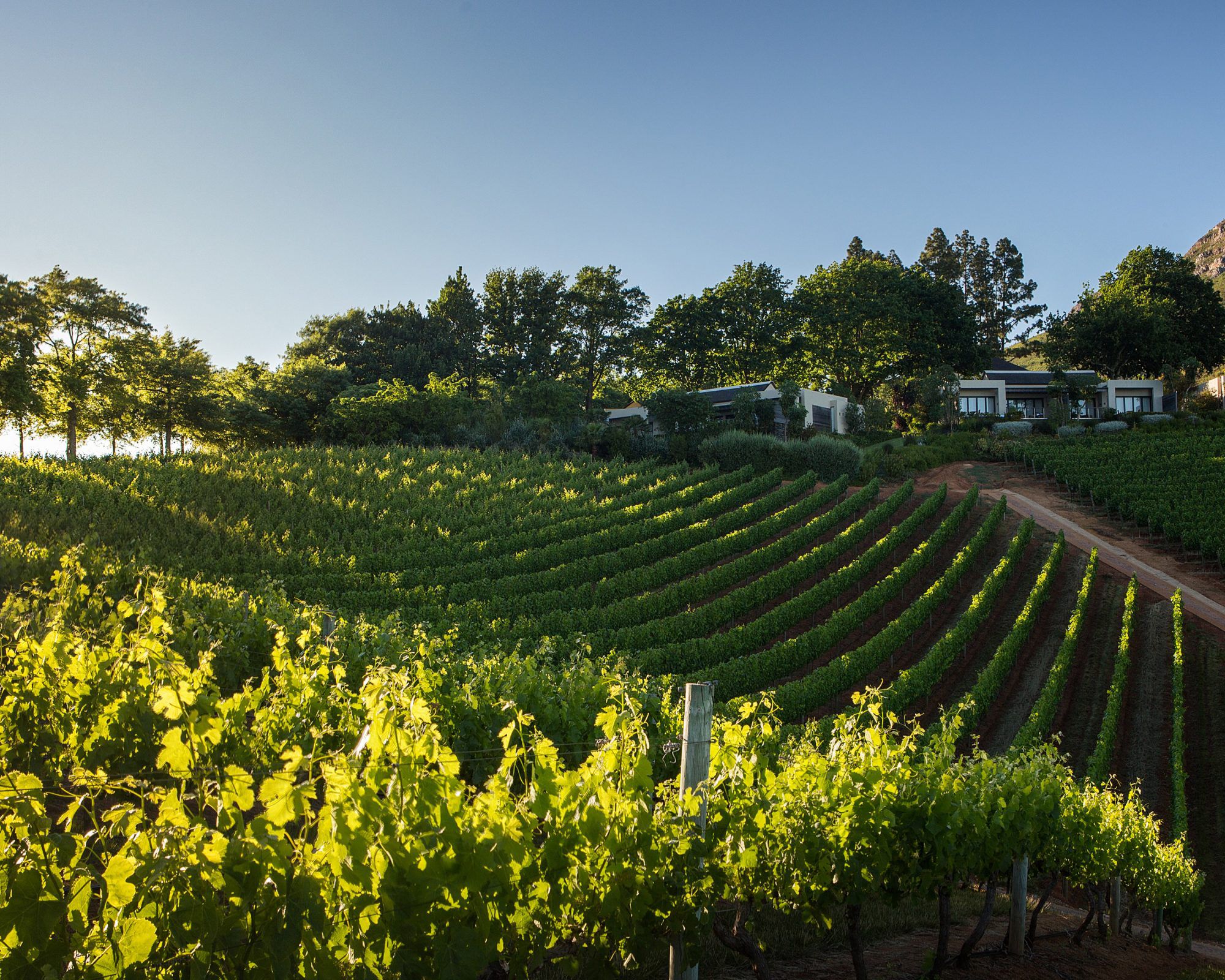 The Vineyards of the Delaire Graff estate in Stellenbosch, South Africa